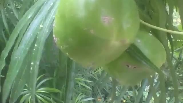 Tamarindo espanhol, as frutas estão verdes, muito exótico! [Nature & Animals]