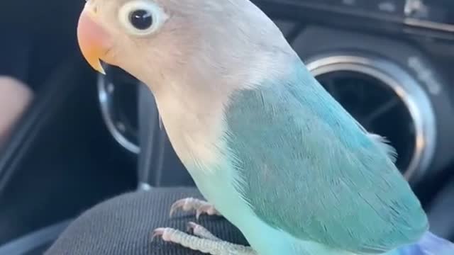 Funny Birds for fun Video #6