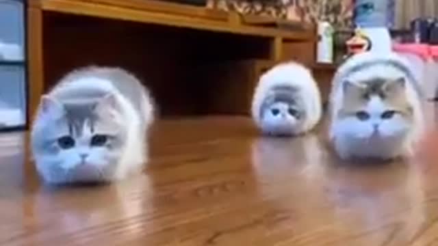 Funny cats dancing