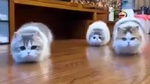 Funny cats dancing