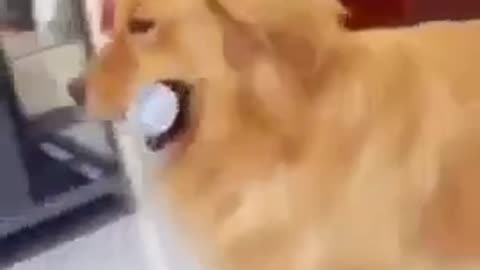 Dog funny videos