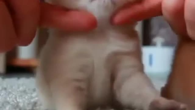 Cutest Cat Video In The World