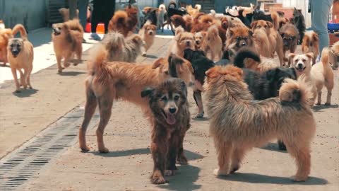 Dogs enjoying their vacations