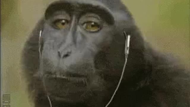 Monkey listening to music