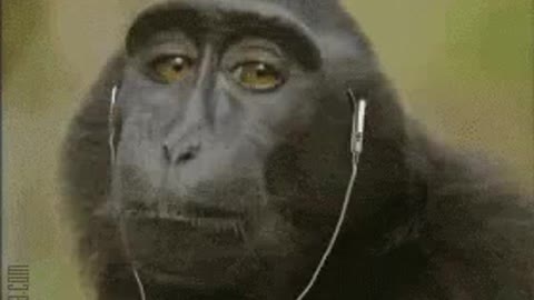 Monkey listening to music