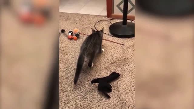 The funniest cats in the world!