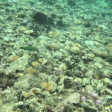 Shallow Splendors: Snorkeling Discoveries Close to Shore!