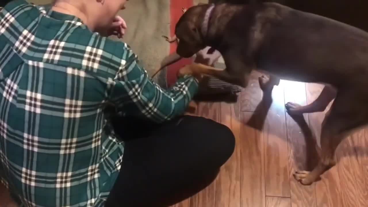 Funny Dog Videos, It's time to LAUGH ! | Funny pets