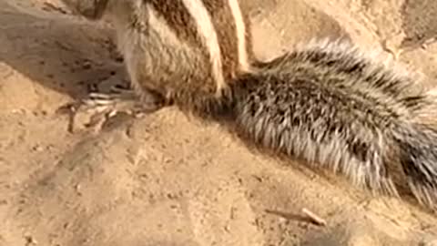 Cute squirrel eat food