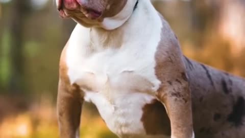 Dog Short Video ll #Short