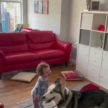 The BEST Entertainment for Your Bored Dog.........!