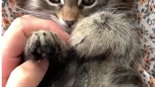 Cat trening video