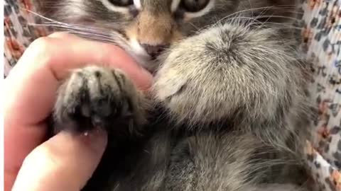 Cat trening video