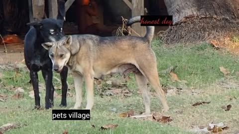 LOCAL_ DOG_ AFEAR_ FUNNY_ VIDEOS