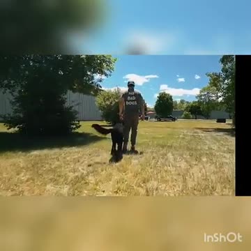 Training Dogs to Aggressive