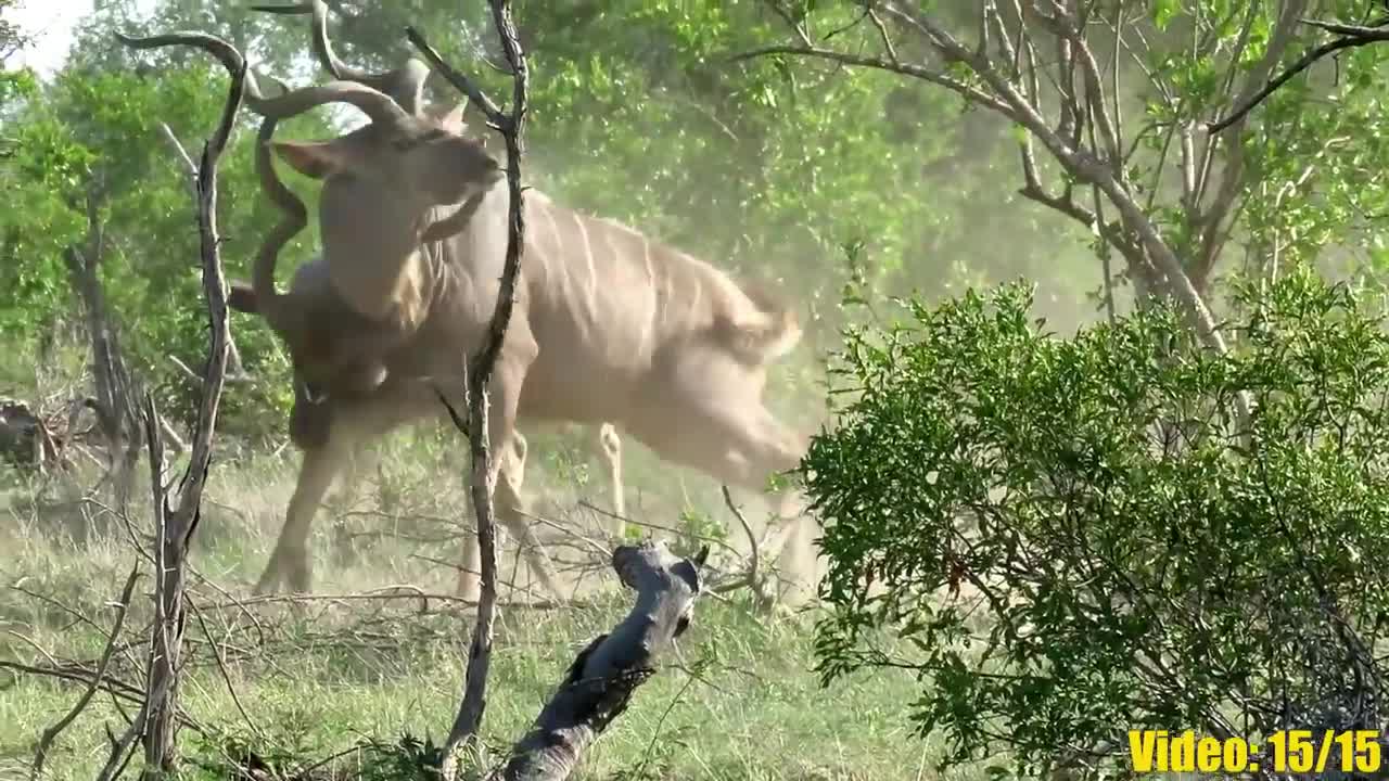 wild animal battles captured on camera