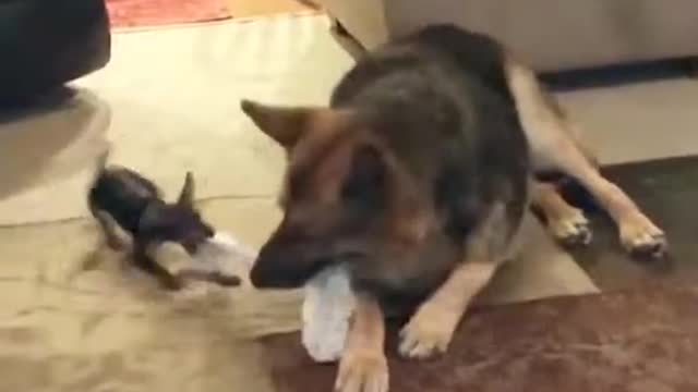 Puppy Wont Give Up In This Game Of Tug Of War