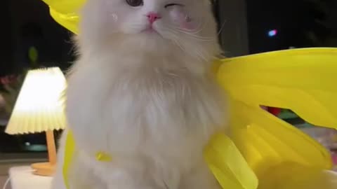 So Cute Cat