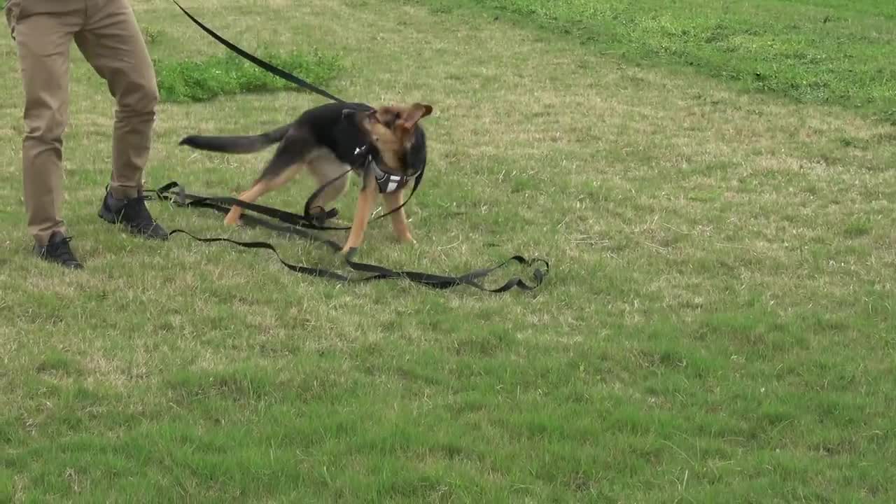 How to train:your dog to listen off leash