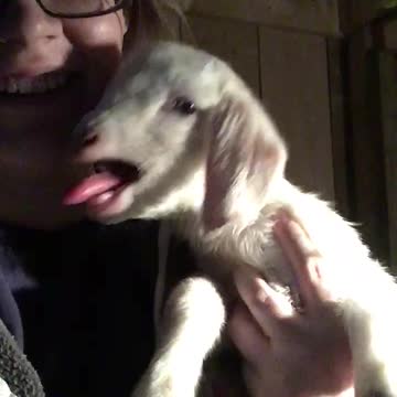 Cute and funny conversation with newborn baby goat