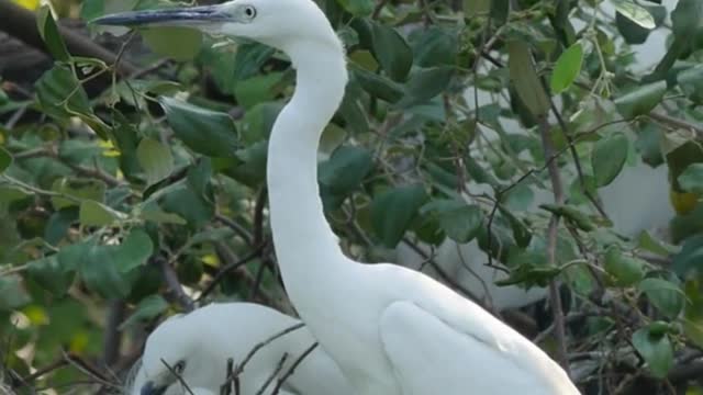 Buck birds are not seen as before in nest