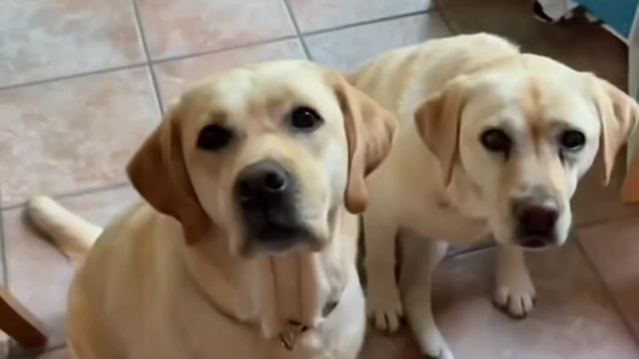 The Clock Inside Dogs' Minds