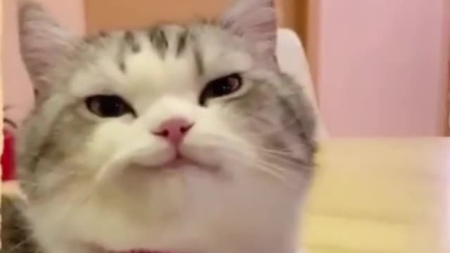 Laugh out loud with the FUNNIEST CATS right here!#22