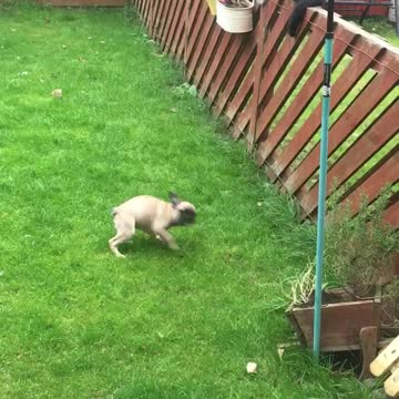 Frenchie tries to befriend cat by spinning in circles