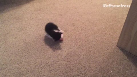 Black cat playing with mickey mouse toy