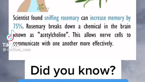 Sniffing rosemary spice