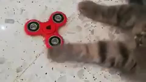 Kitten playing with a fidget spinner