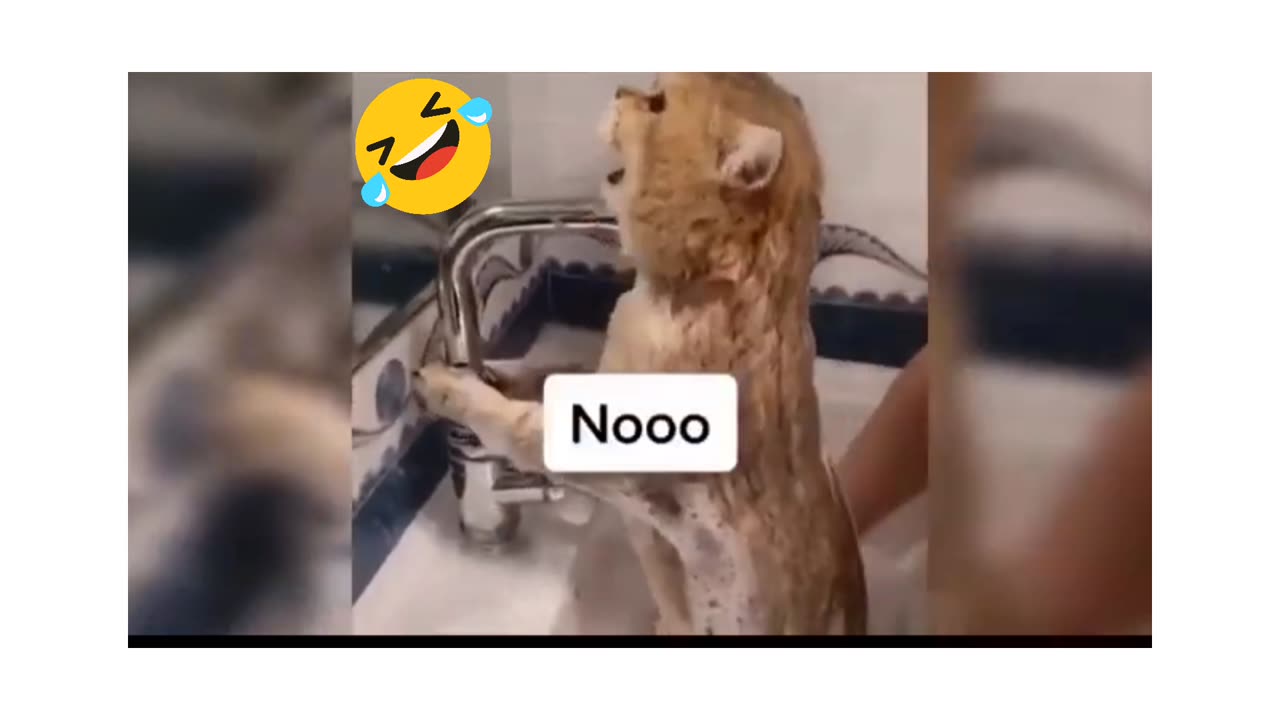 Funny animals video 😂 rumble videos 😆