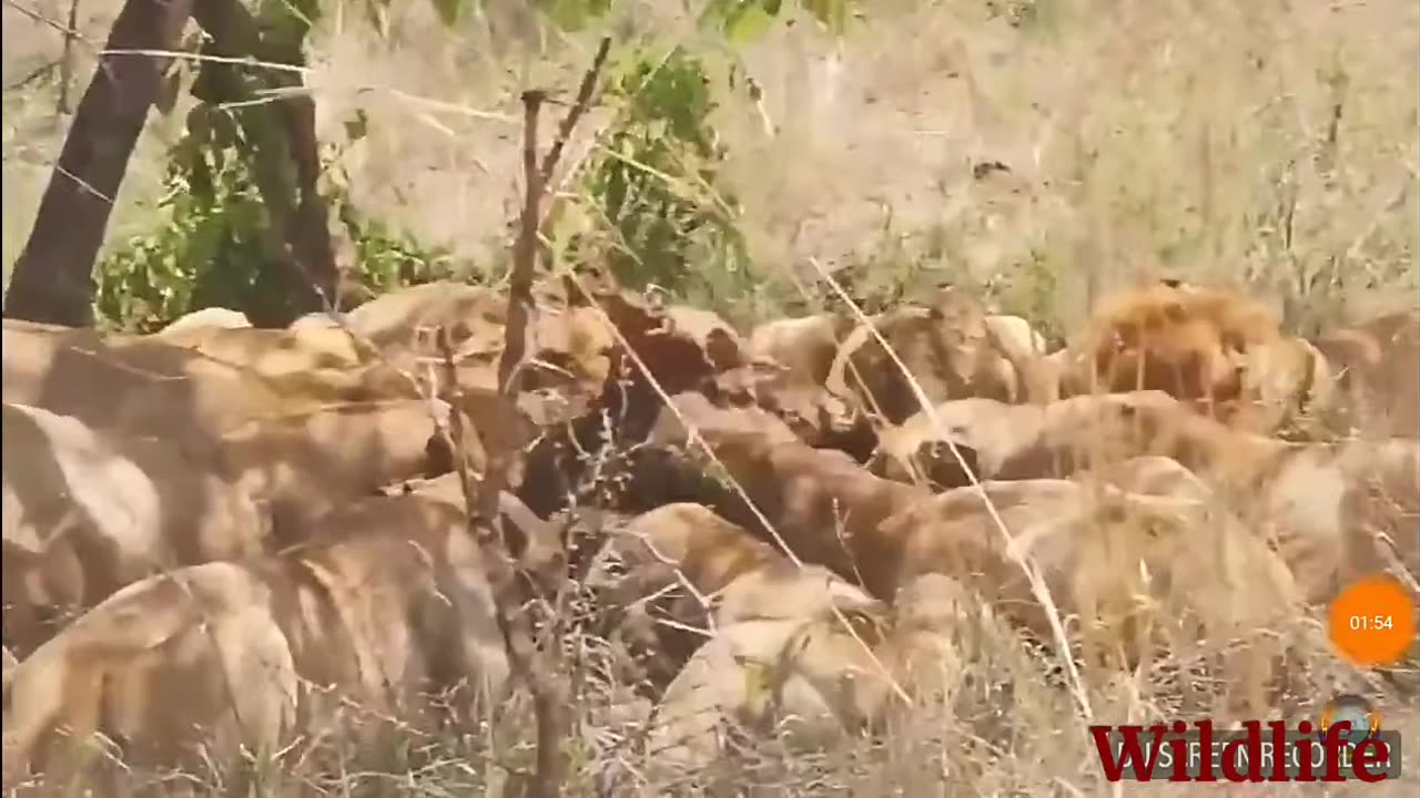 Lion hunting in jungle || Wildlife || must see