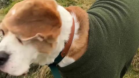 Beagle Brothers Wearing Cute Sweaters Embrace the Wind