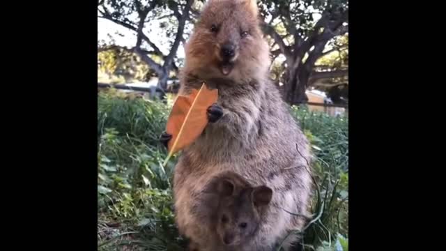 Funny Animals Best Of The 2022 Funny Animal Videos