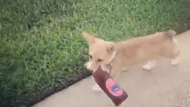 Corgi walking with new beer bottle toy