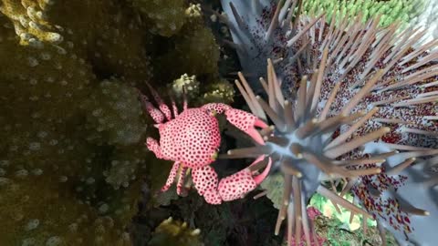 beautiful coral reef -look this amazing fish part - 2