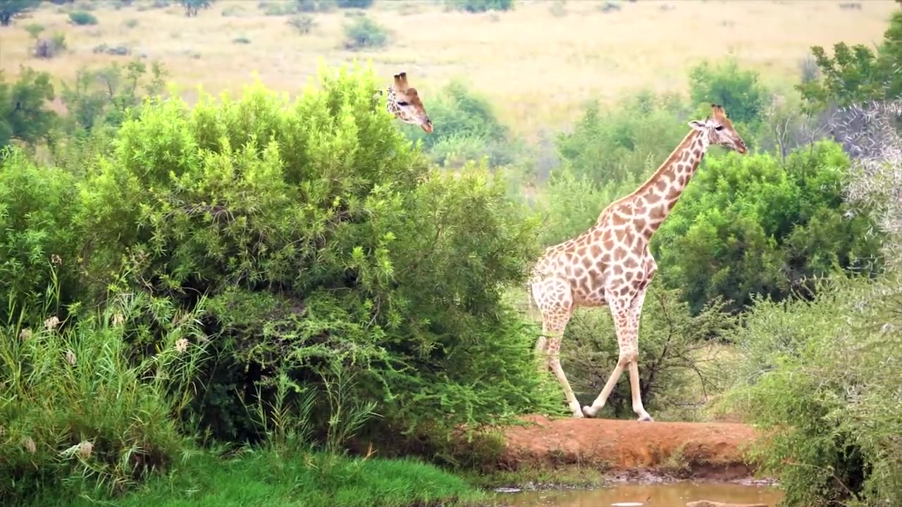 A family of animals grazes peacefully in a meadow.