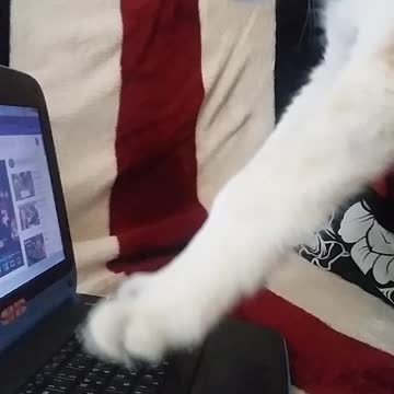 Husky works on the laptop