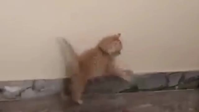 Funny cats
