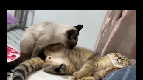 Котики#юмор#смех