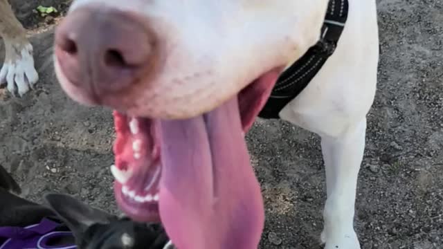 Got tongue?