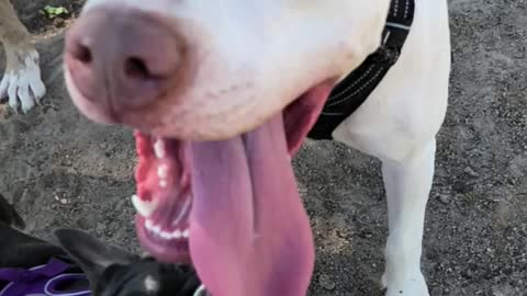 Got tongue?