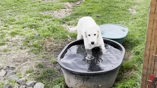 LDG dogs Maremma puppy