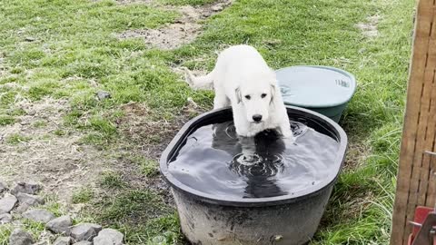 LDG dogs Maremma puppy