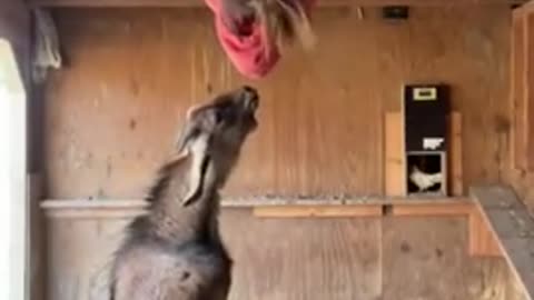 funny goat video