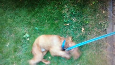 English Cocker Spaniel, congenital and learned behavior.