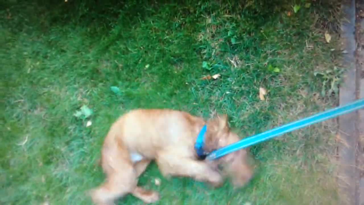 English Cocker Spaniel, congenital and learned behavior.