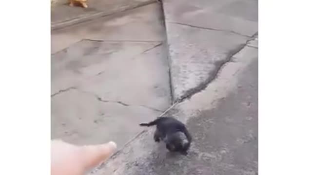 sua mae e uma cachorra ,kkkk