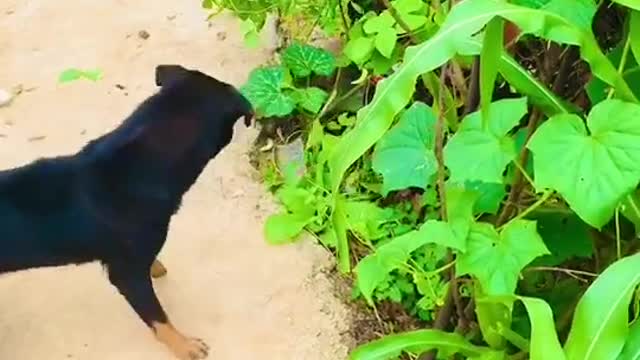 #Dog vs snake